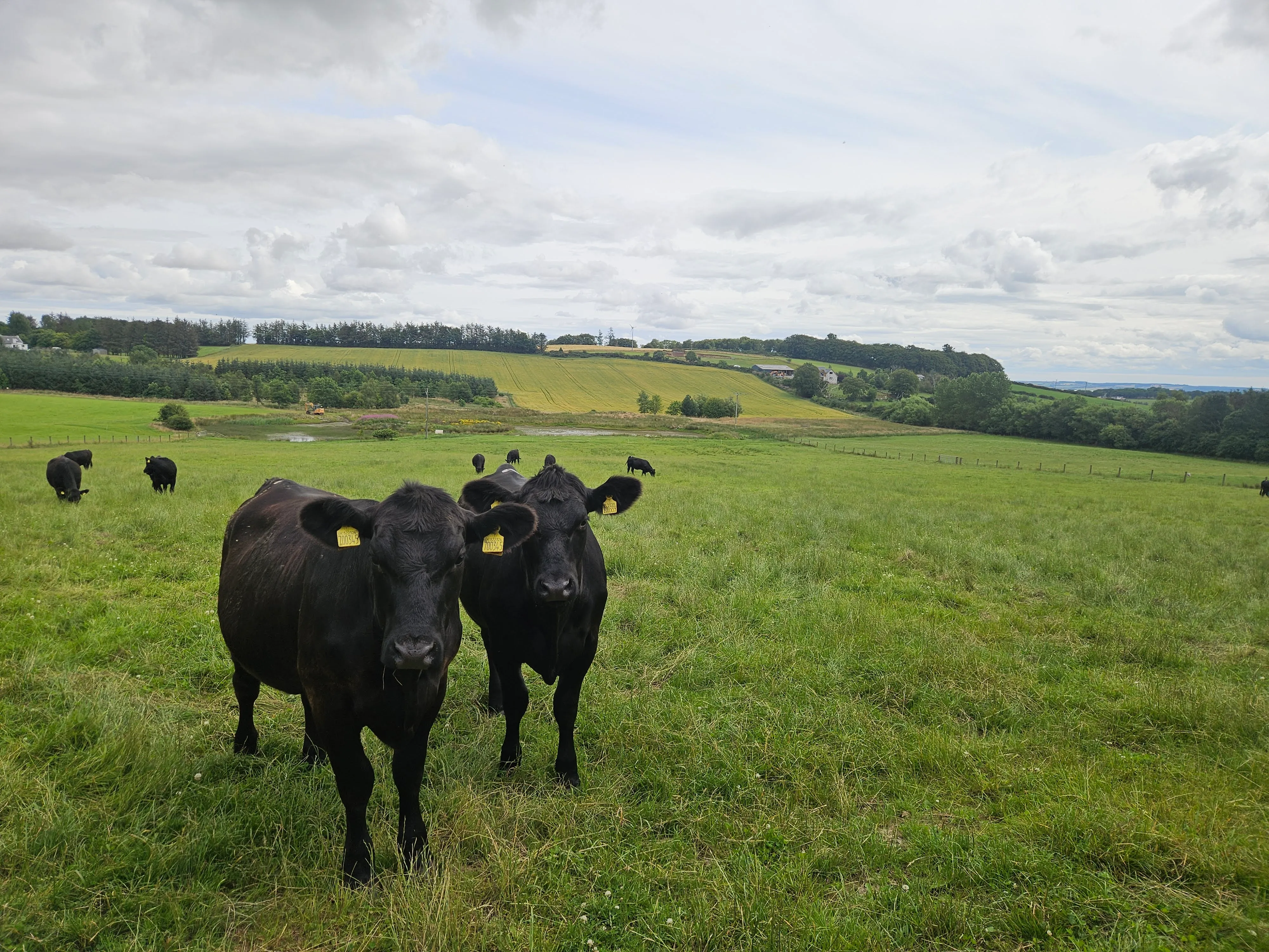 Foggie Aberdeen Angus Herd