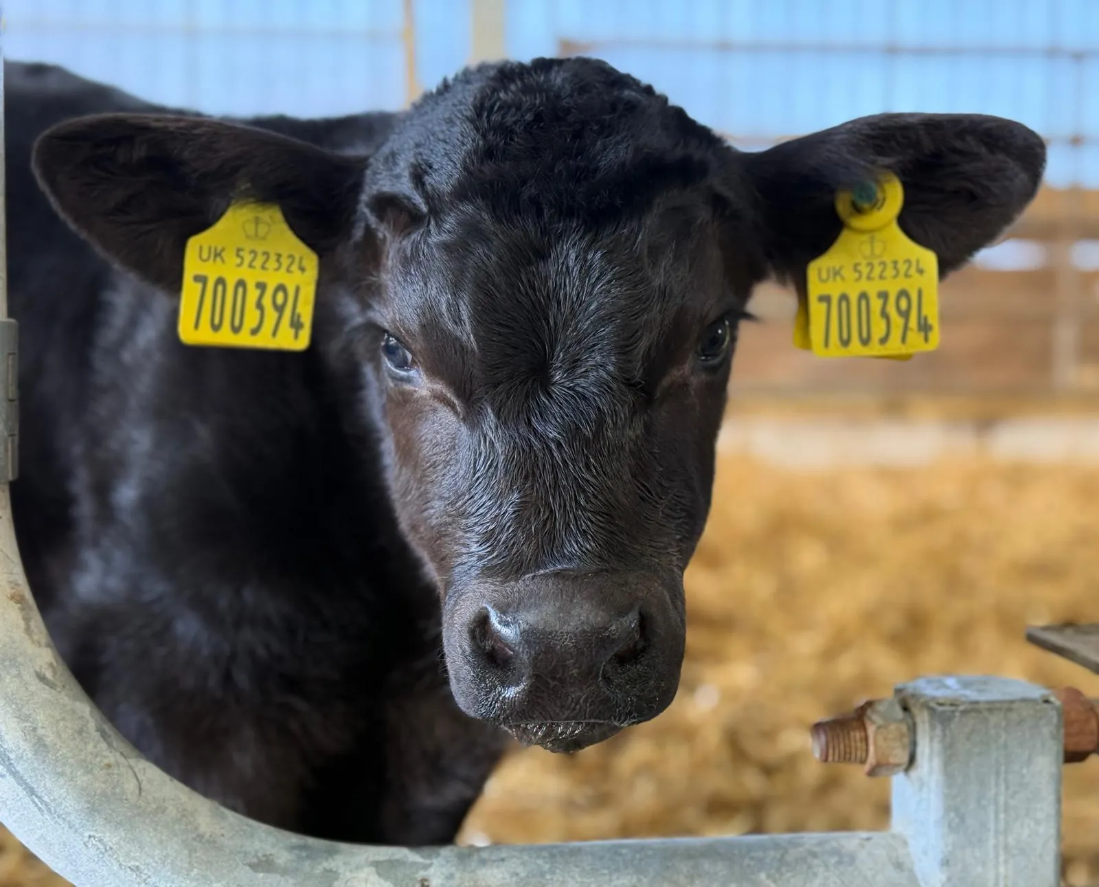Scenic view of the farm